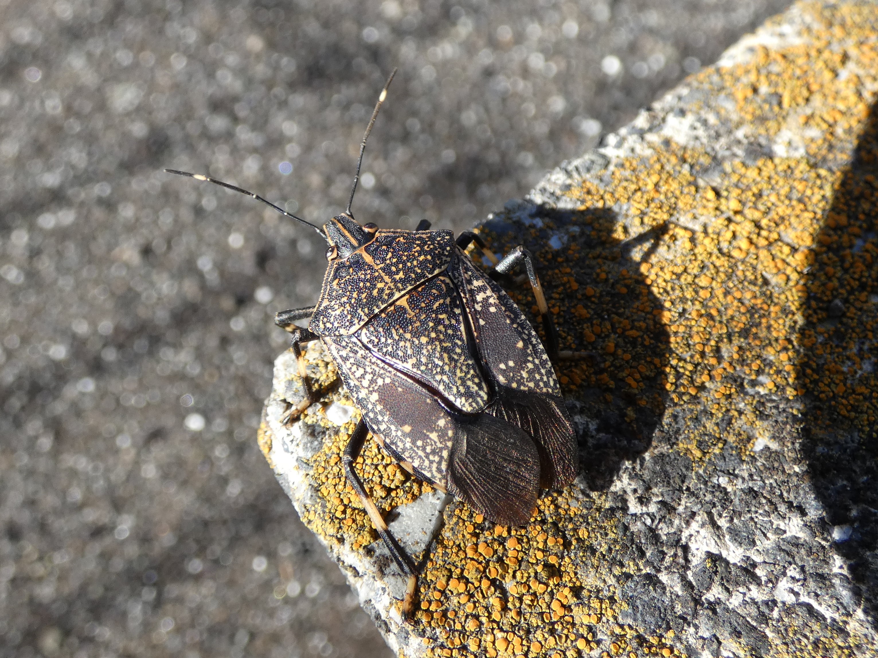 photo_3